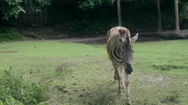 Yetişkin bir zebranın yeşil bir çayırda yürümesini izlemek. Siyah çizgili beyaz zebra yavaş çekimde gider. Safari sırasında hayvanat bahçesindeki vahşi hayvanlar.