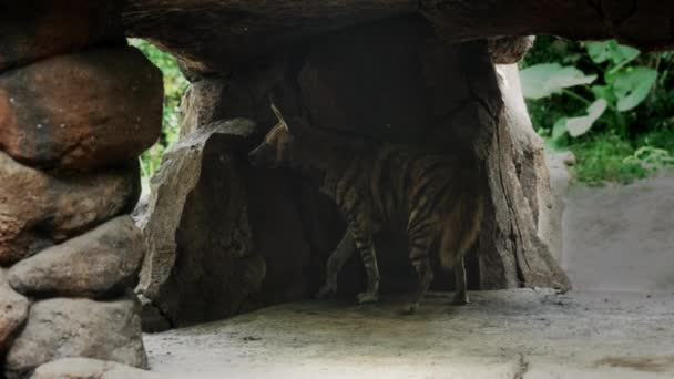 Proužkovaná hyena se skrývá před sluncem v kamenné jeskyni. Chlupatá hyena se skrývá ve stínu jeskyně z kamene a rozhlíží se, co se děje. Život pruhované hyeny v divočině — Stock video