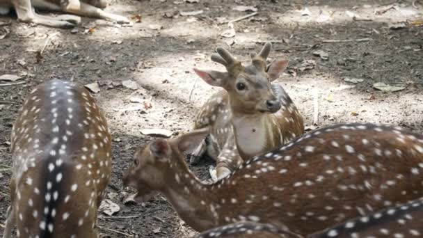A young spotted deer with small antlers is resting on the ground in the middle of a pack of deer. A flock of spotted deer in the wild on a sunny day. Deer with brown fur with white spots. Slow motion — Stock Video