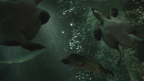 Un troupeau de tortues nage sous l'eau dans les rayons du soleil. Un très beau cliché sous-marin, trois tortues nageant contre des bulles d'air éclairées par la lumière du soleil. Les tortues de mer nagent calmement dans l'océan. — Video