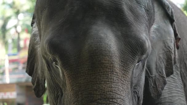 晴れた日には、表情豊かな目と大きな揺れる耳を持つ象のクローズアップ。若い象の美しい大規模な銃口。動物園で撮影された象の肖像。飼育下の野生動物。スローモーション. — ストック動画