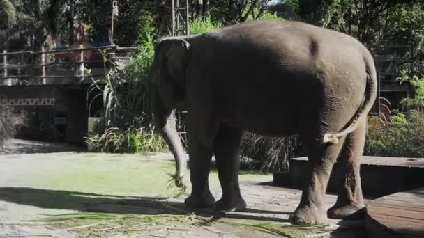 1,862 Cute elephant Videos, Royalty-free Stock Cute elephant Footage | Depositphotos 1,862 Cute elephant Videos, Royalty-free Stock Cute elephant Footage | Depositphotos