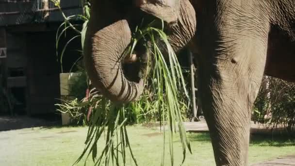 Primer plano de un lindo elefante comiendo hierba verde y agitando sus oídos mientras disfruta del cálido sol de verano en la mañana tropical. Un elefante come hierba en un zoológico en cámara lenta. Animales salvajes en cautiverio. — Vídeo de stock