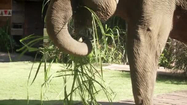 Primer plano de una linda elefante hembra comiendo hierba verde y agitando sus oídos mientras disfruta del cálido sol de verano en la mañana tropical. Elefante come hierba en el zoológico, cámara lenta. Animales salvajes en cautiverio. — Vídeo de stock