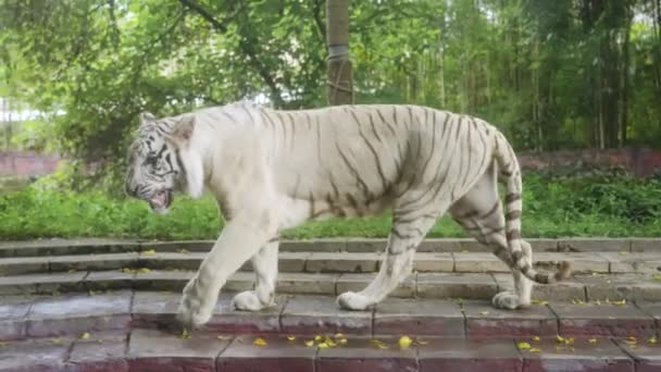 Piękny zdrowy balijski biały tygrys z czarnymi paskami, wymieniony w Czerwonej Księdze, spaceruje po płytkach w zoo w słoneczny dzień. Rzadkie zwierzę prawie wymarłego gatunku. Indonezja. Zwolniony ruch. — Wideo stockowe