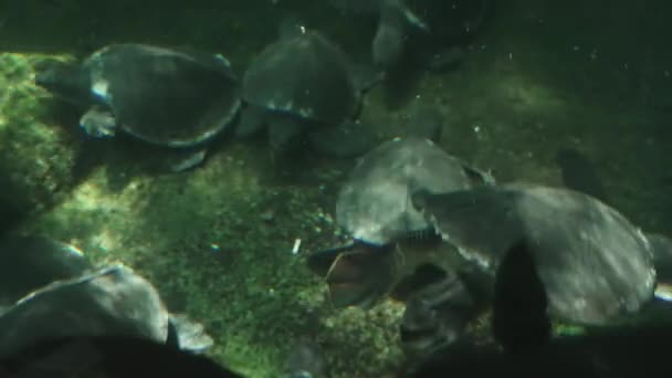 Una bandada de tortugas nadan bajo el agua en rayos de luz solar. Un tiro bajo el agua muy hermoso. Las tortugas marinas nadan tranquilamente en el océano. Las tortugas nadan en la piscina en cámara lenta. Enfoque suave. — Vídeos de Stock