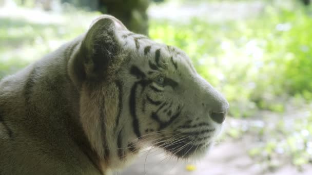 Harimau putih Bali lucu dengan garis hitam dan mata biru close-up. Potret harimau putih yang tercantum dalam buku merah yang melihat ke kejauhan. Hewan langka dari spesies yang hampir punah. Bali. Gerakan lambat. — Stok Video