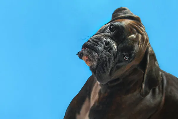 Un animale domestico, un cane di razza Boxer tedesco di colore brindle, guarda la fotocamera, su uno sfondo blu. — Foto Stock