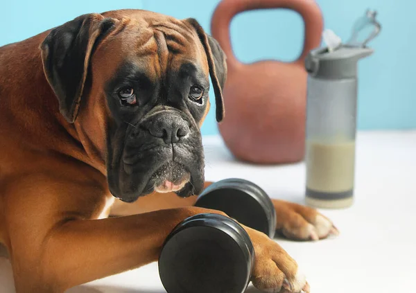 Alman köpek boksör kırmızısı yalan söylüyor.