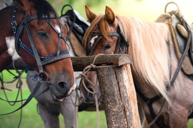 Vahşi hayvanlar doğaya yakın.