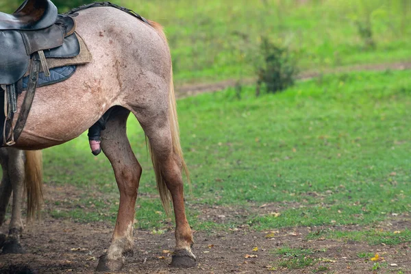 Atın arkası açık havada. Ergenlik