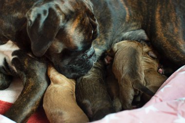 Yavru köpekler doğumdan sonra beslenir.