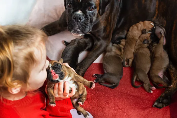 Dziewczynka i zwierzaki, ze szczeniakami. Opieka i miłość do zwierząt domowych u dzieci. — Zdjęcie stockowe