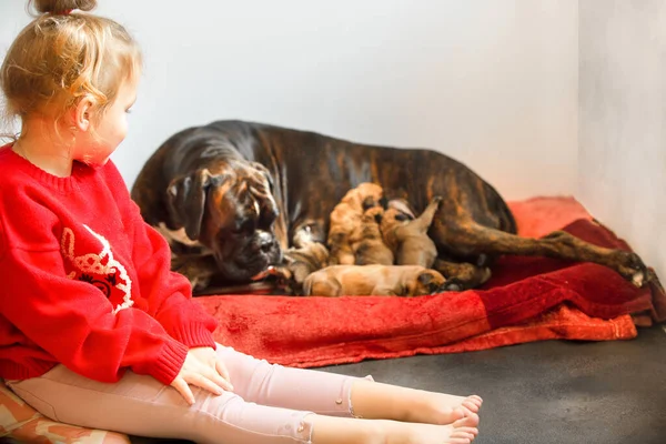 Dziewczynka i zwierzaki, ze szczeniakami. Opieka i miłość do zwierząt domowych u dzieci. — Zdjęcie stockowe