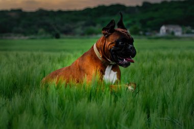 Dışarıda gezmek için köpek besliyor.