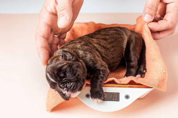 Caring for newborn small puppies, weighing them