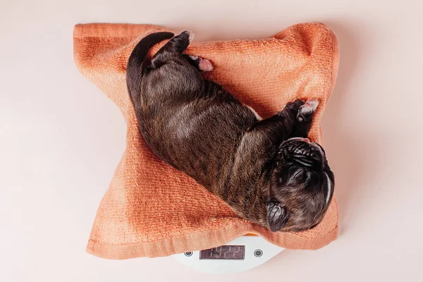 Yeni doğmuş küçük yavrularla ilgilenmek, onları tartmak.