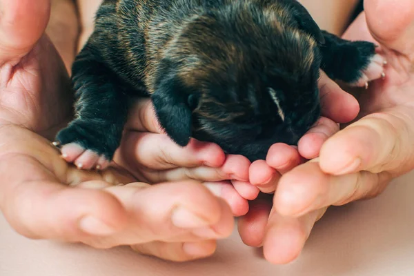 Cuidado de cachorros pequenos recém-nascidos, amor e cuidado na família — Fotografia de Stock