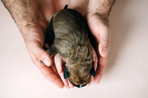 Yeni doğmuş küçük yavruların bakımı, ailede sevgi ve ilgi
