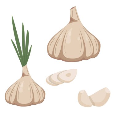 Garlic in a flat style isolated on a white background. Whole garlic, garlic cloves and cut.