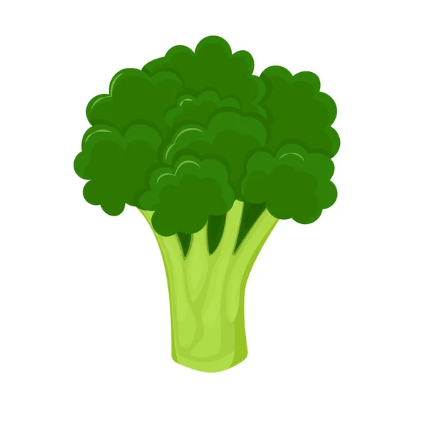 Broccoli Isolated White Background Fresh Broccoli Flat Style — Archivo Imágenes Vectoriales