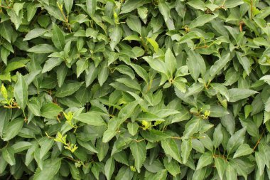 Büyük yeşil dişli yaprakları olan dekoratif çalılıklar yakın çekim fotoğraflarıyla sabitlenmiş.  