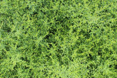 Yeşil dar ve kısa yapraklı dekoratif çalı yakın plan fotoğraf çekimi ile sabitlendi.  