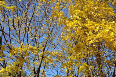 Arka planda sarı yapraklı sonbahar akçaağaç dalları açık mavi gökyüzü 