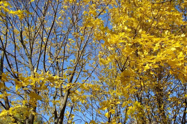 Arka planda sarı yapraklı sonbahar akçaağaç dalları açık mavi gökyüzü 