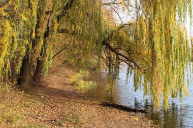 Dangling over water branches of pussy-willow with green and yellow leafs autumn   