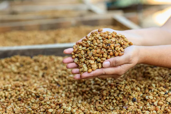 Torra Kaffebönor Hålla Händer Jordbrukare Process — Stockfoto