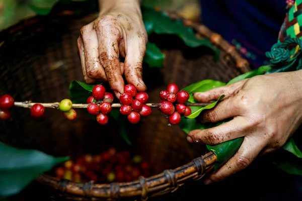 Czerwona Kawa Ziarna Organiczne 100 Ręku Koszykarzy Krajowym Gospodarstwie Chiang — Zdjęcie stockowe
