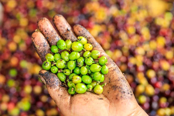 Zielona Kawa Ziarna Rękach Rolników Czerwony Żółty Pomarańczowy Ziarna Kawy — Zdjęcie stockowe