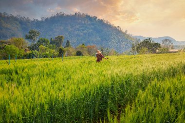 Zirai manzara ve ekose gömlekli ve şapkalı genç Asyalı kadın çiftçi kaliteli ürünleri kontrol ediyor ve gün batımında arpa tarlasından tarlasına bakıyor. Tarım ve ekin toplama konsepti.