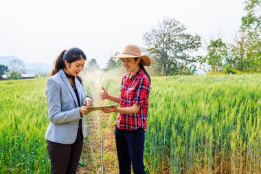 Akıllı tarım ve iş kadınları tarım teknolojisi ve organik tarım hakkında konuşuyor. Araştırma tabletini kullanıyor ve Chiang Mai Tayland 'da arpa pirinç tarlasının gelişimi üzerine çalışıyor. 