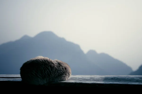 Gato Durmiendo Invierno Rizo Arriba Madera Balcón Montaña Fondo Con —  Fotos de Stock