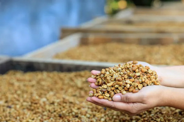 Torra Kaffebönor Hålla Händer Jordbrukare Process — Stockfoto