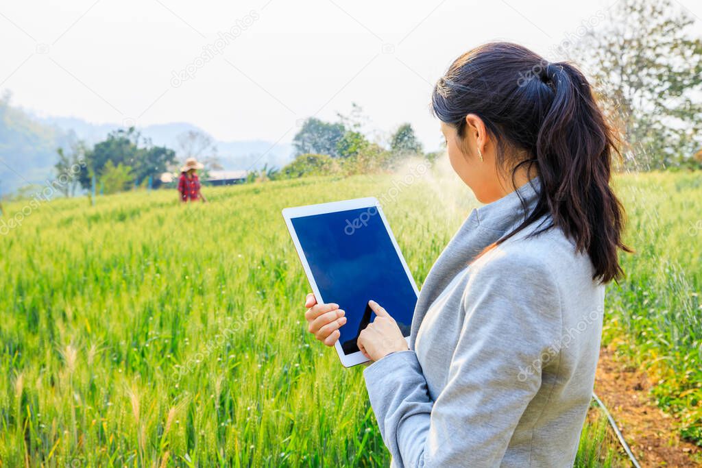  young asian business woman' checking harvest progress on a tablet at the green wheat barley field. New crop of wheat is growing. Agricultural and barley farm smart farming concept. at chiang rai Thailand 