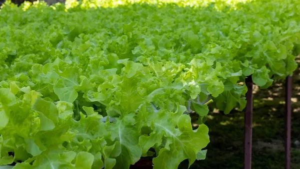 Vegetabiliskt Hydrokroniskt System Ung Och Färsk Grönsallad Som Växer Trädgård — Stockfoto