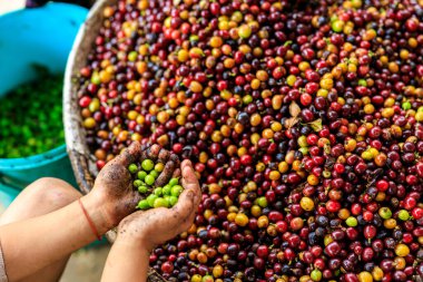 Çiftçilerin elinde yeşil kahve çekirdekleri ve kaplarda kırmızı turuncu kahve çekirdekleri. Arka plan açısı görüntüsü ve seçici odak noktasını kapat.