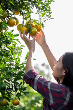 Genç Asyalı çiftçi kız bahçesinden portakal ya da mandalina topluyor açık gökyüzü arka planında 