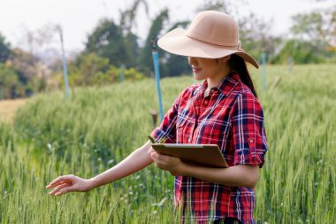 Asyalı çiftçi, tarlada yetişen buğday tarlalarını inceledi. Erişim ve geliştirme için. Arpa tanıtım tabletindeki teknoloji monitörü Chiang Rai Tayland. 