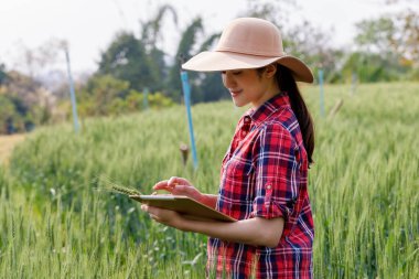 Asyalı çiftçi, tarlada yetişen buğday tarlalarını inceledi. Erişim ve geliştirme için. Arpa tanıtım tabletindeki teknoloji monitörü Chiang Rai Tayland. 