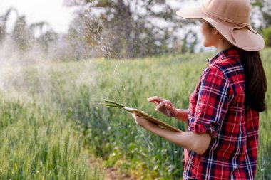 Asyalı çiftçi, tarlada yetişen buğday tarlalarını inceledi. Erişim ve geliştirme için. Arpa tanıtım tabletindeki teknoloji monitörü Chiang Rai Tayland. 