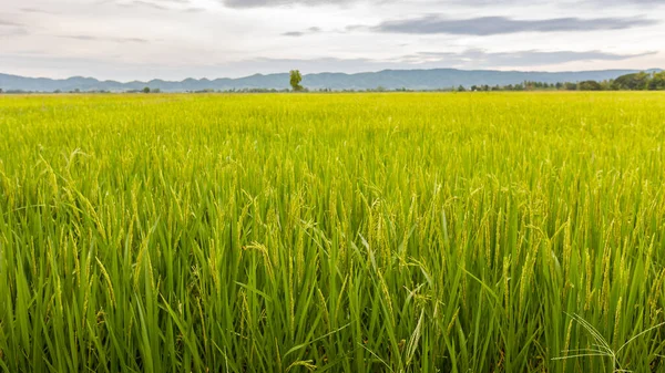 Grönt Ris Fält När Riset Växtsäsong — Stockfoto