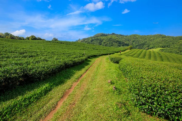 Grönt Plantation Och Små Människor Med Mountain Cloud Asi — Stockfoto