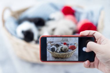 a girl taking a picture of persian kitten cat in a basket with smartphone