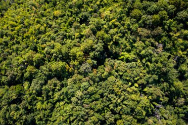 Aerial top view forest tree, in the Rainforest ecosystem and healthy environment concept and background, Texture of green tree forest view from drone photography