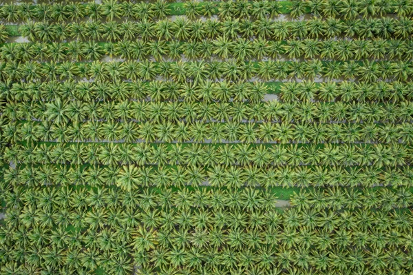 Plantation Champs Agricoles Noix Coco Couleur Verte Dans Une Rangée — Photo