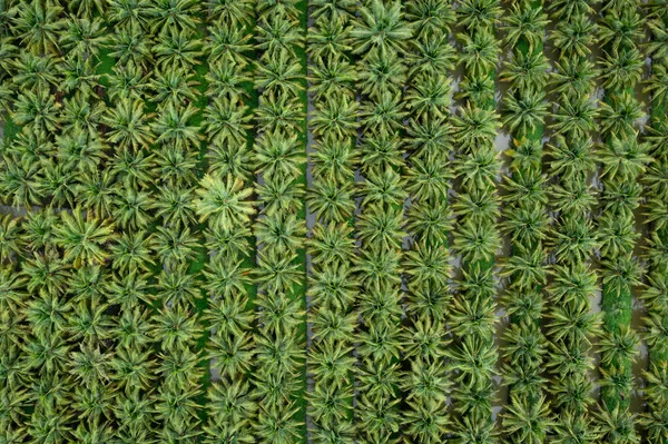 Kókusz Mezőgazdasági Mezők Ültetvény Zöld Szín Egy Sorban Víz Légi — Stock Fotó